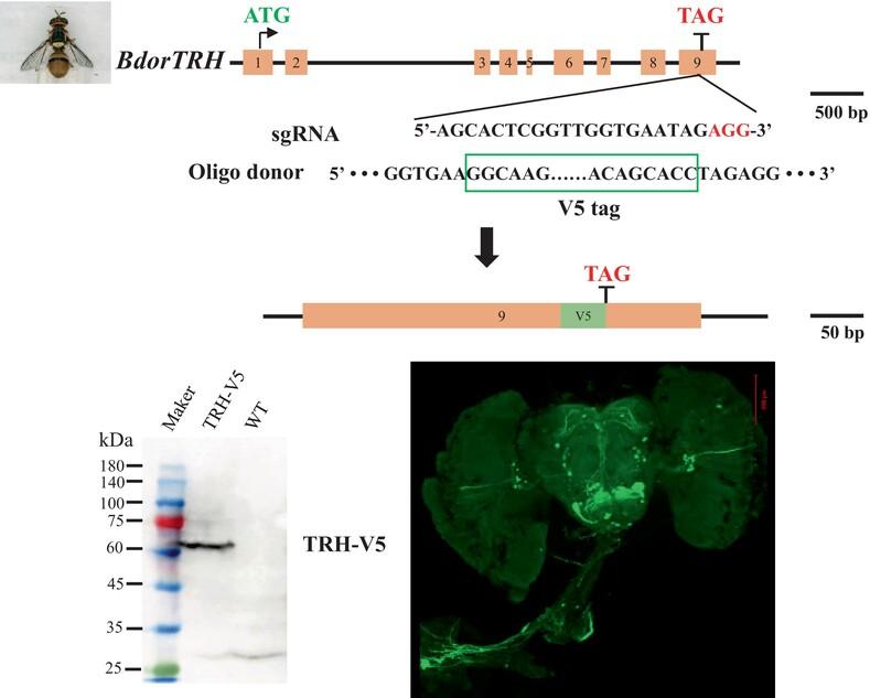 Distribution analysis of TRH in Bactrocera dorsalis using a CRISPR/Cas9-mediated reporter knock-in strain