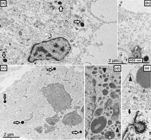 Potential to grow carp oedema virus (genogroup I) in monolayers of carp-derived primary cells with further implication in cell analysis