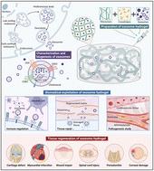 Exosomes encapsulated in hydrogels for effective central nervous system drug delivery