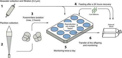 Continuous reproduction of planktonic foraminifera in laboratory culture