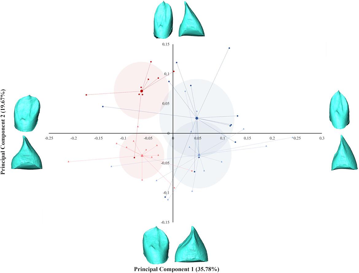 Sexual dimorphism in the enamel-dentine junction (EDJ) of permanent canines of European modern humans