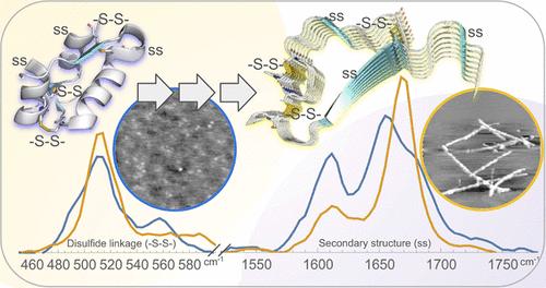 Raman Spectroscopic Insights of Phase-Separated Insulin Aggregates