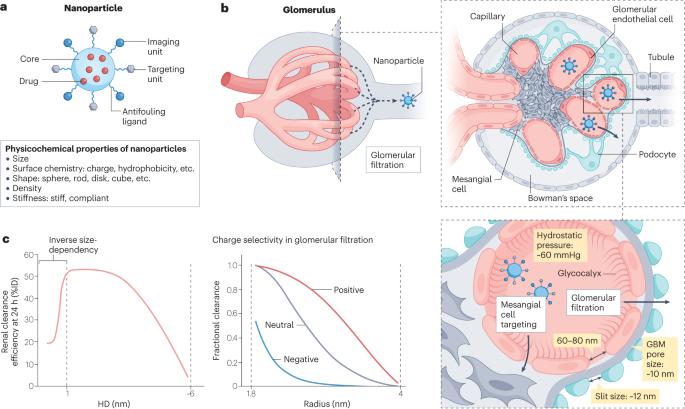 Physiological principles underlying the kidney targeting of renal nanomedicines