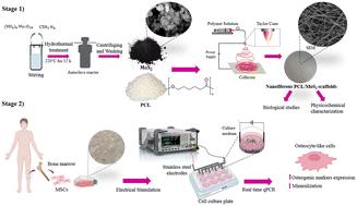 Enhancing osteogenic differentiation of mesenchymal stem cells seeded on a polycaprolactone/MoS2 nanofibrous scaffold through electrical stimulation