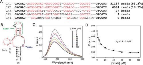 Light-Up Sensing Citrate Using a Capture-Selected DNA Aptamer