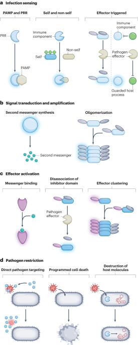 Conservation and similarity of bacterial and eukaryotic innate immunity