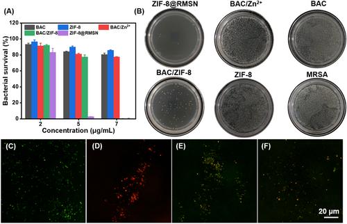 A core–shell-structured zeolitic imidazolate framework@cationic antimicrobial agent templated silica nanocomposite for tackling antibiotic resistant bacteria infection