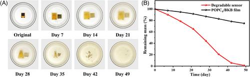 Flexible antibacterial degradable bioelastomer nanocomposites for ultrasensitive human–machine interaction sensing enabled by machine learning