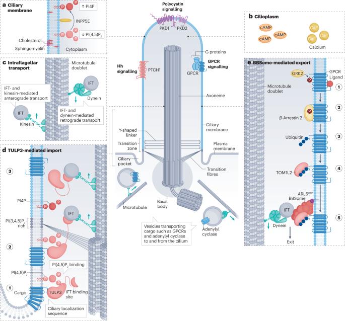 Emerging mechanistic understanding of cilia function in cellular signalling