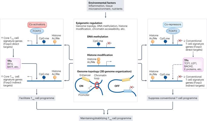 The regulation and differentiation of regulatory T cells and their dysfunction in autoimmune diseases