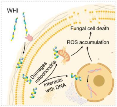 Histatin 5-Inspired Short-Chain Peptides Selectively Combating Pathogenic Fungi with Multifaceted Mechanisms