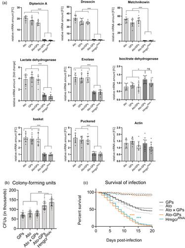 Inhibition of mevalonate pathway by macrophage-specific delivery of atorvastatin prevents their pro-inflammatory polarisation