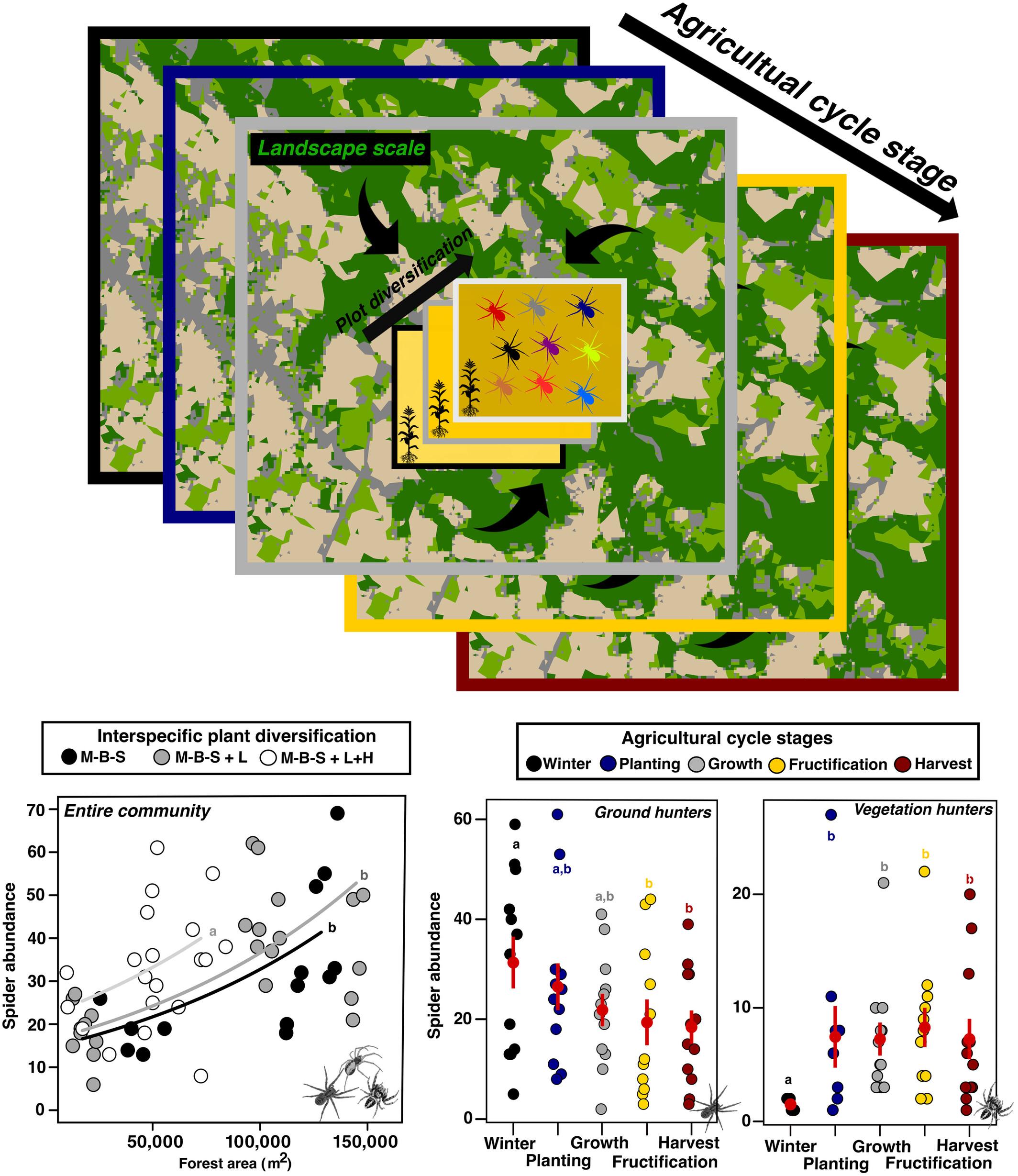 Spider guilds in a maize polyculture respond differently to plant diversification, landscape composition and stage of the agricultural cycle
      Los gremios de arañas en un policultivo de maíz responden diferencialmente a la diversificación de plantas, la composición del paisaje y la etapa del ciclo agrícola