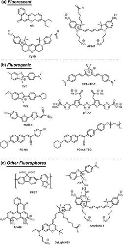 Visualizing Amyloid Assembly at the Nanoscale: Insights from Super-Resolution Imaging