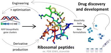 Opportunities and challenges of RiPP-based therapeutics