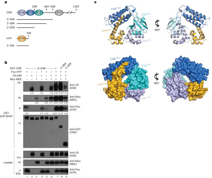 The CNK–HYP scaffolding complex promotes RAF activation by enhancing KSR–MEK interaction