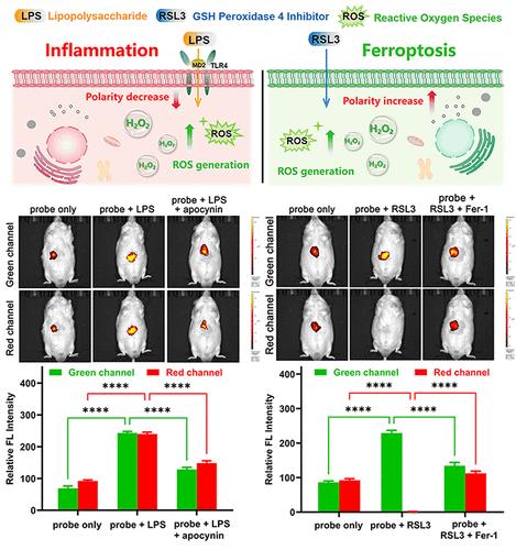 A NIR Dual-Channel Fluorescent Probe for Fluctuations of Intracellular Polarity and H2O2 and Its Applications for the Visualization of Inflammation and Ferroptosis