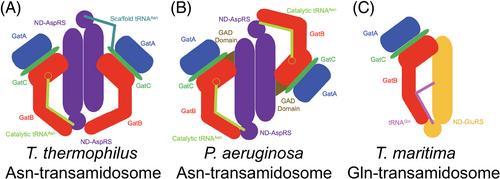 Evolution and variation in amide aminoacyl-tRNA synthesis