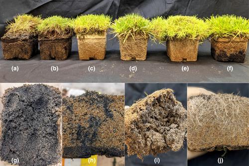 Growth responses to waterlogging stress among cool-season grass species