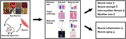 Bazi Bushen mitigates age-related muscular atrophy by alleviating cellular senescence of skeletal muscle