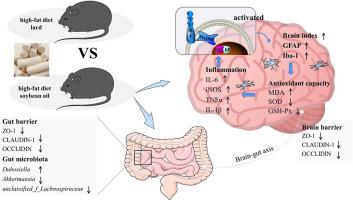 Soybean oil induces neuroinflammatory response through brain-gut axis under high-fat diet