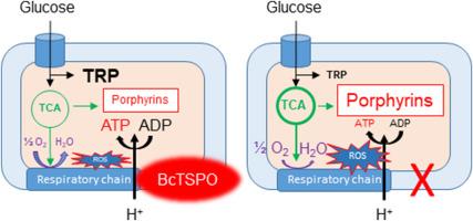 Elucidating the pivotal role of TSPO in porphyrin-related cellular processes, in Bacillus cereus