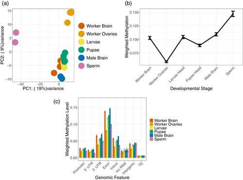 A role for DNA methylation in bumblebee morphogenesis hints at female-specific developmental erasure