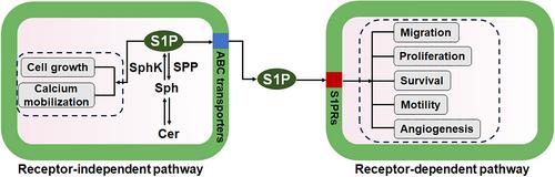 Roles of sphingosine-1-phosphate in follicle development and oocyte maturation