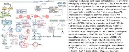 Autophagy as a targeted therapeutic approach for skin cancer: Evaluating natural and synthetic molecular interventions