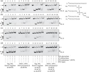 Aberrant Repair of 8-Oxoguanine in Short DNA Bulges