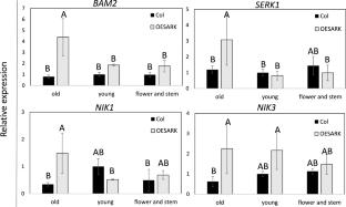 Role of SENESCENCE-ASSOCIATED RECEPTOR-LIKE KINASE (SARK) in senescence regulation and developmental processes in Arabidopsis