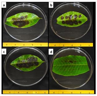 Identification and characterisation of causal pathogens of Pestalotiopsis leaf fall disease in Hevea brasiliensis using a detached leaf technique