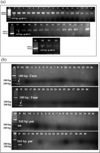 Tracking genetically modified (GM) rice ingredients in samples of packed rice and food products from the marketplace in India: a pilot study for regulatory compliance