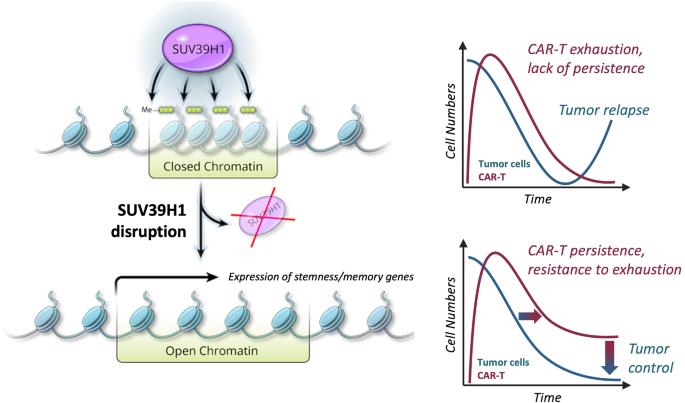 Epigenetic reprogramming of CAR T cells for in vivo functional persistence against solid tumors