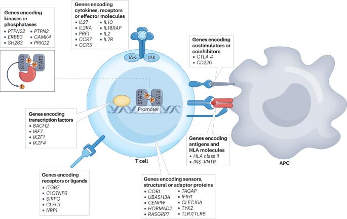 The immunology of type 1 diabetes