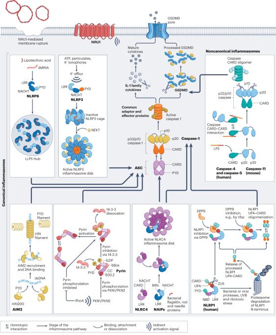 Mechanistic insights from inflammasome structures