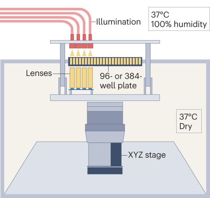 ComplexEye: a multi-lens array microscope for high-throughput cell migration analysis