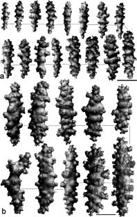 A New Record of Soft Coral, Lobophytum varium Tixier-Durivault, 1970 (Sarcophytidae: Malacalcyonacea) from the Andaman Islands, India