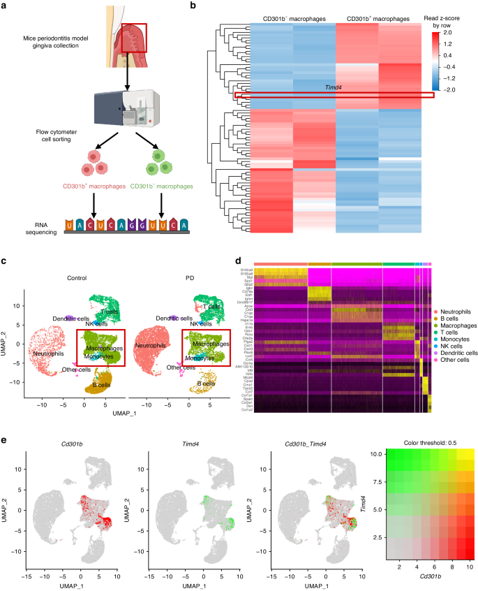 Tim4 deficiency reduces CD301b<sup>+</sup> macrophage and aggravates periodontitis bone loss.