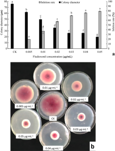 Effect of fludioxonil on morphological characteristics of Fusarium pseudograminearum and wheat crown rot control