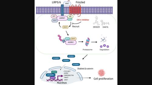 The CK1ε/SIAH1 axis regulates AXIN1 stability in colorectal cancer cells.