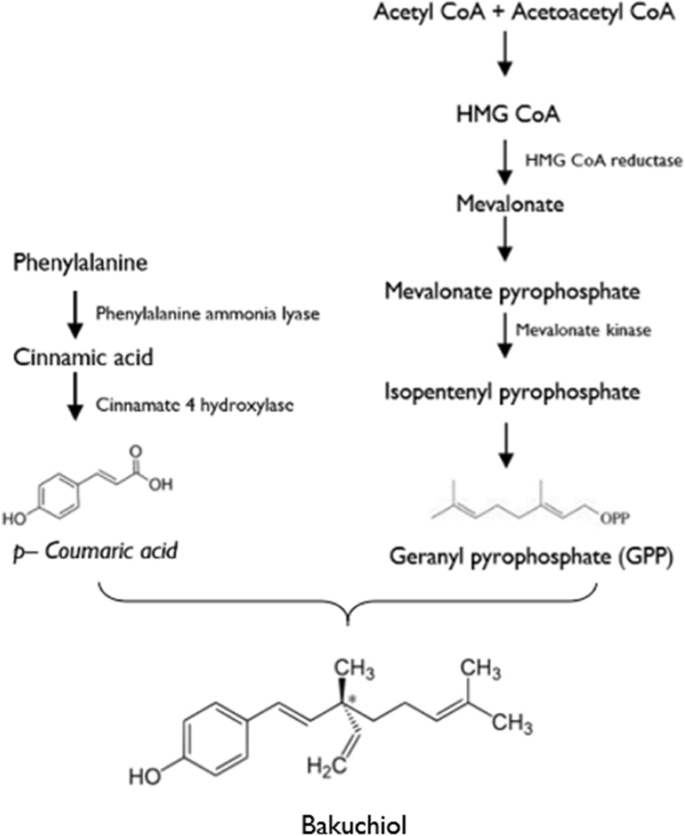 Comprehensive review of the skin use of bakuchiol: physicochemical properties, sources, bioactivities, nanotechnology delivery systems, regulatory and toxicological concerns