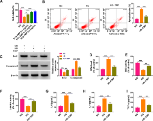 CircACTR2 attenuated the effects of tetramethylpyrazine on human kidney cell injury.