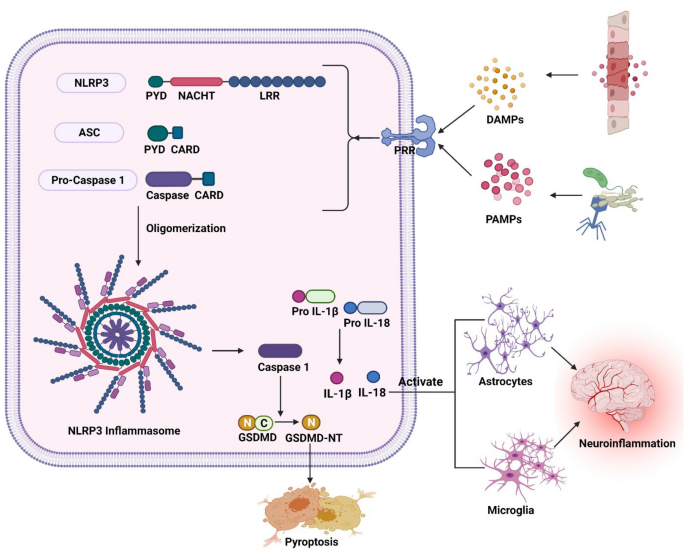 New Insights on NLRP3 Inflammasome: Mechanisms of Activation, Inhibition, and Epigenetic Regulation.