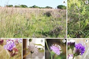 Exploring floral morphoanatomy and embryology in wild populations of Chrysolaena flexuosa (Vernonia, Asteraceae): a contribution to understanding its ornamental potential.