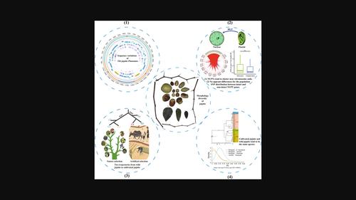 Comparative analysis of 326 chloroplast genomes in Chinese jujube (Ziziphus jujuba): Structural variations, horizontal gene transfer events, and evolutionary patterns impacting its domestication from wild jujube