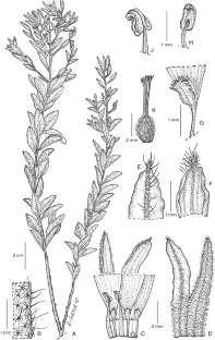 Piriqueta velutina (Turneraceae, Passifloraceae s.l.): a new endangered species from the Brazilian Cerrado