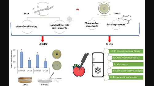 Aspects of the biocontrol activity of Aureobasidium spp. strain against Penicillium expansum of apple