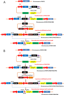 Recycling selectable markers via Cre/loxP system for constructing Komagataella phaffii strains co-expressing multiple proteins.