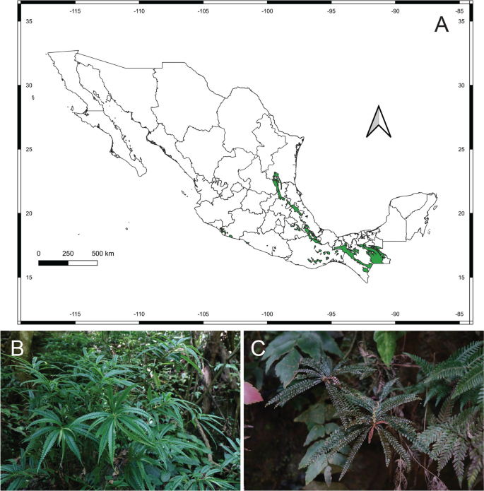 Genetic and morphological differentiation among populations of the narrowly endemic and karst forest-adapted Pilea pteridophylla (Urticaceae)